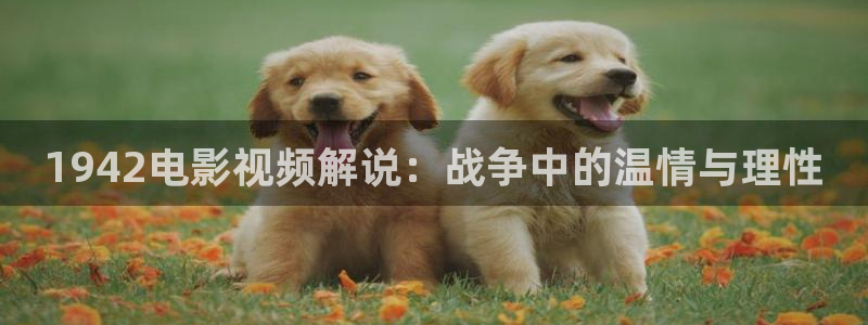 久久久久久影院在线观看：1942电影视频解说：战争中的温情与理性