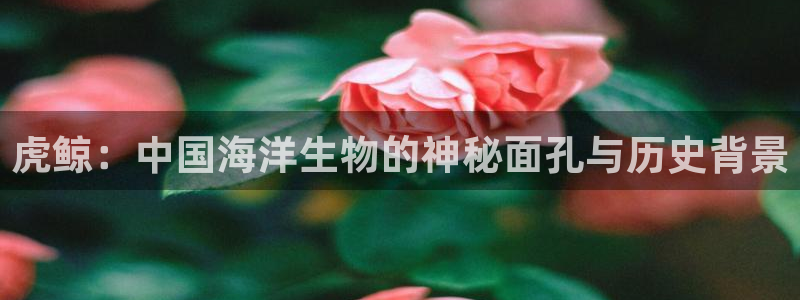 久久久久视频.