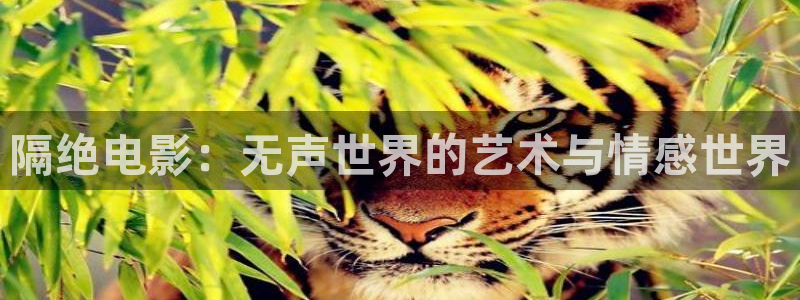 久久视频资源在线观看